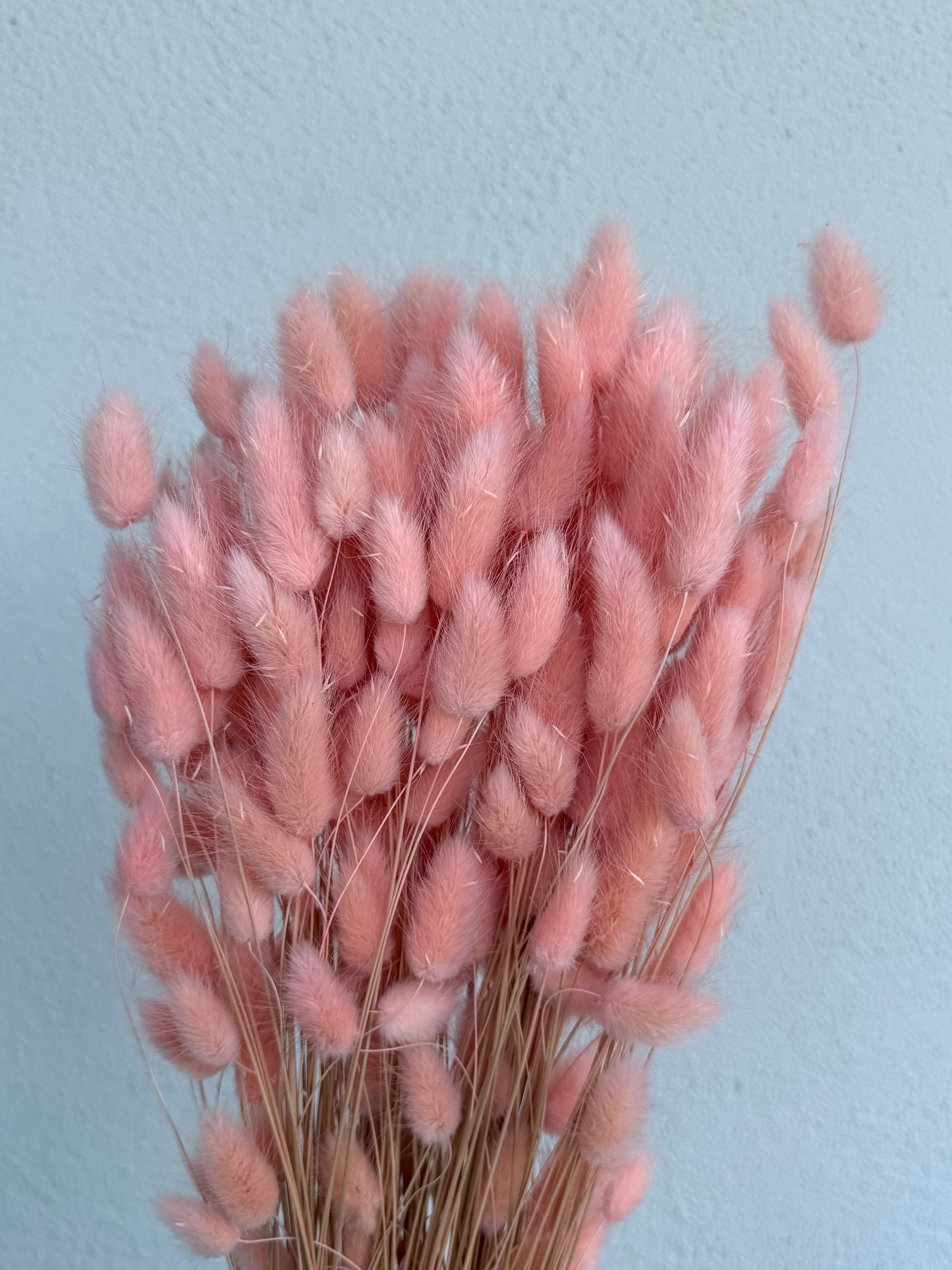 Lagurus