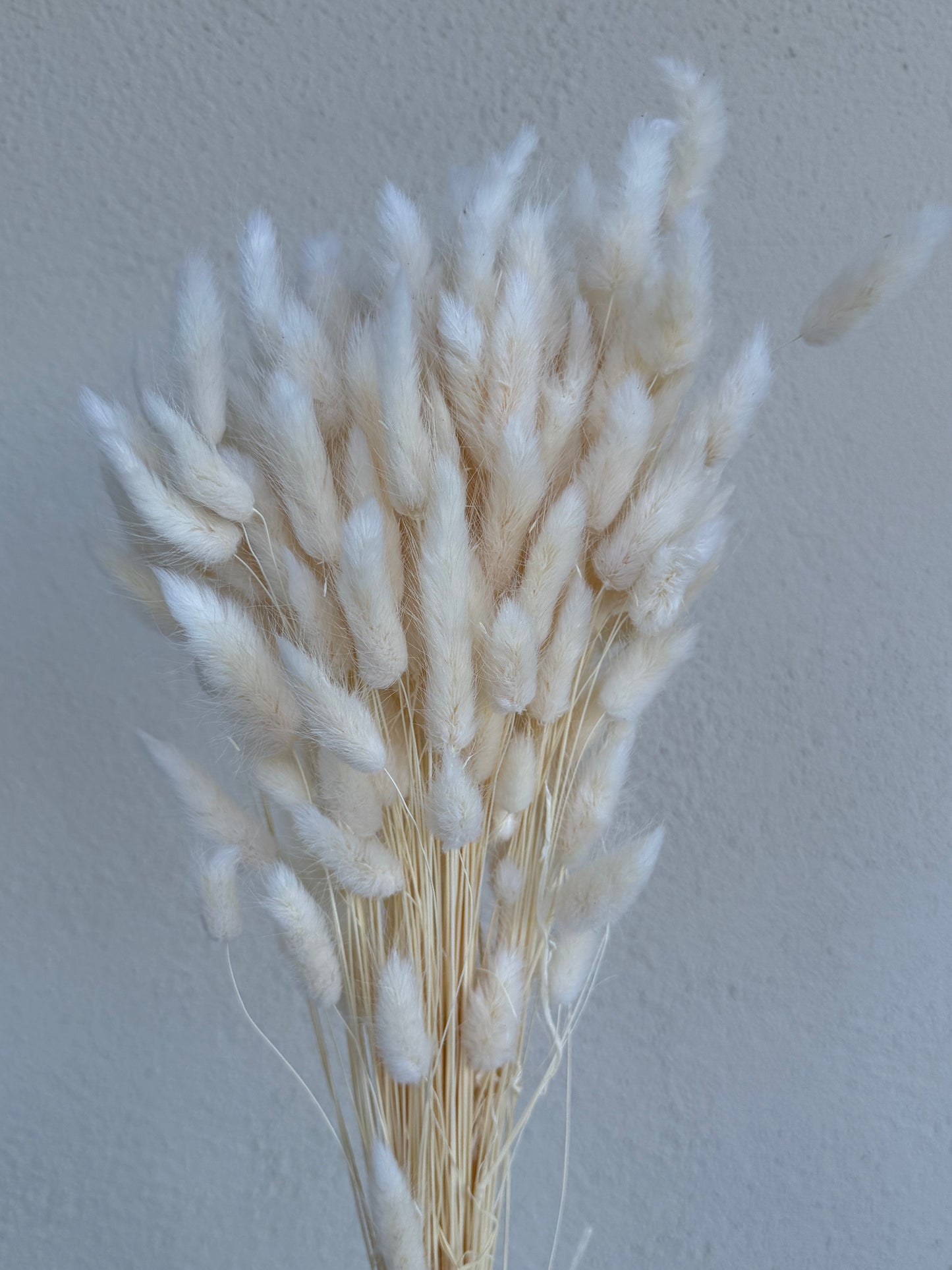 Lagurus