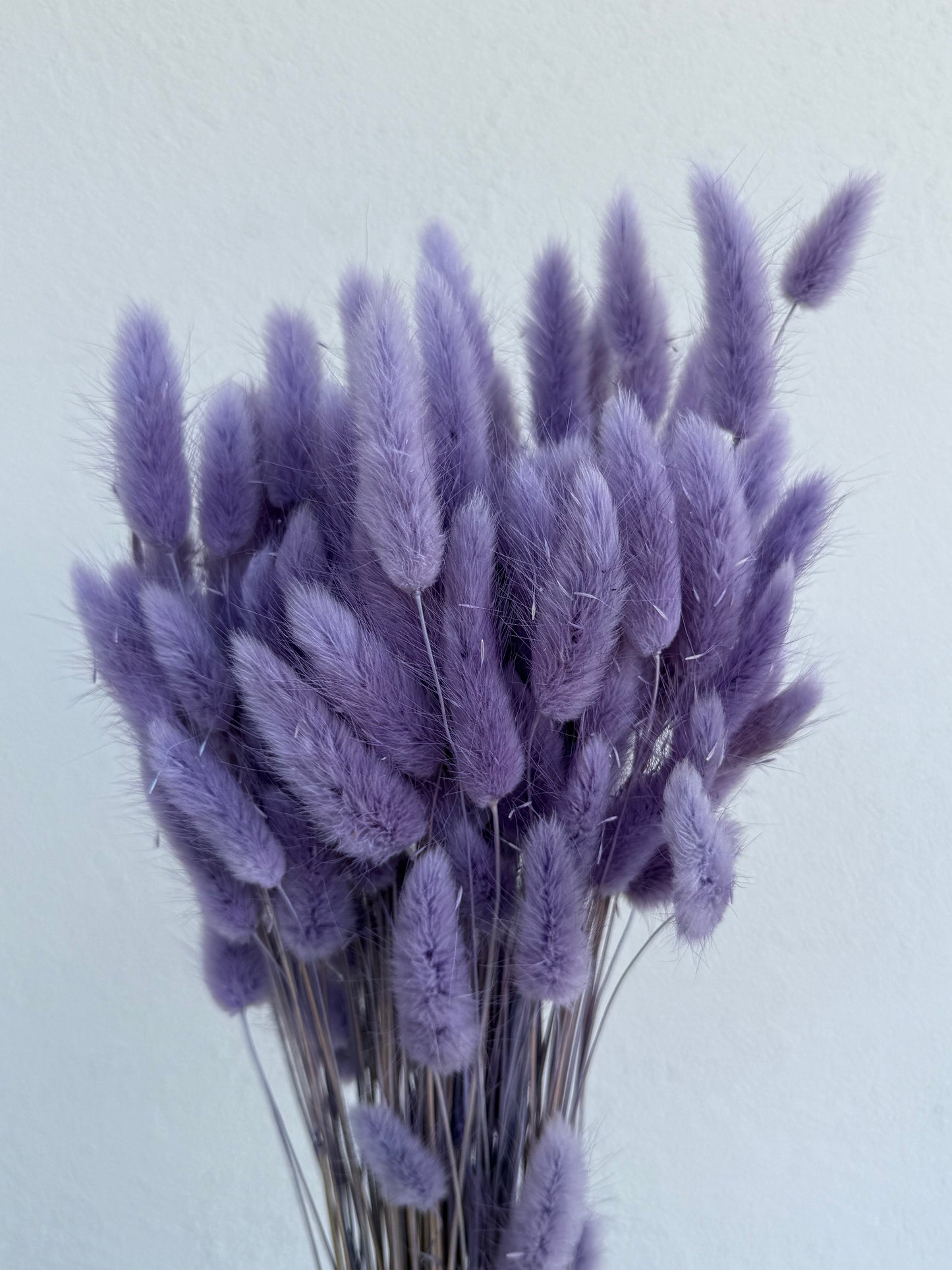 Lagurus