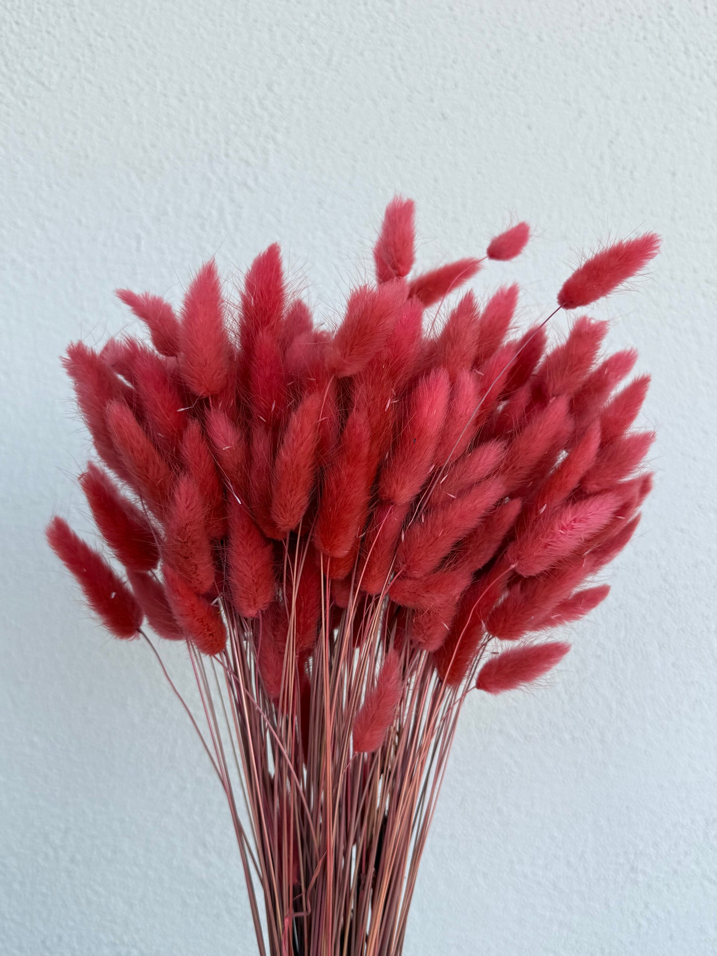 Lagurus