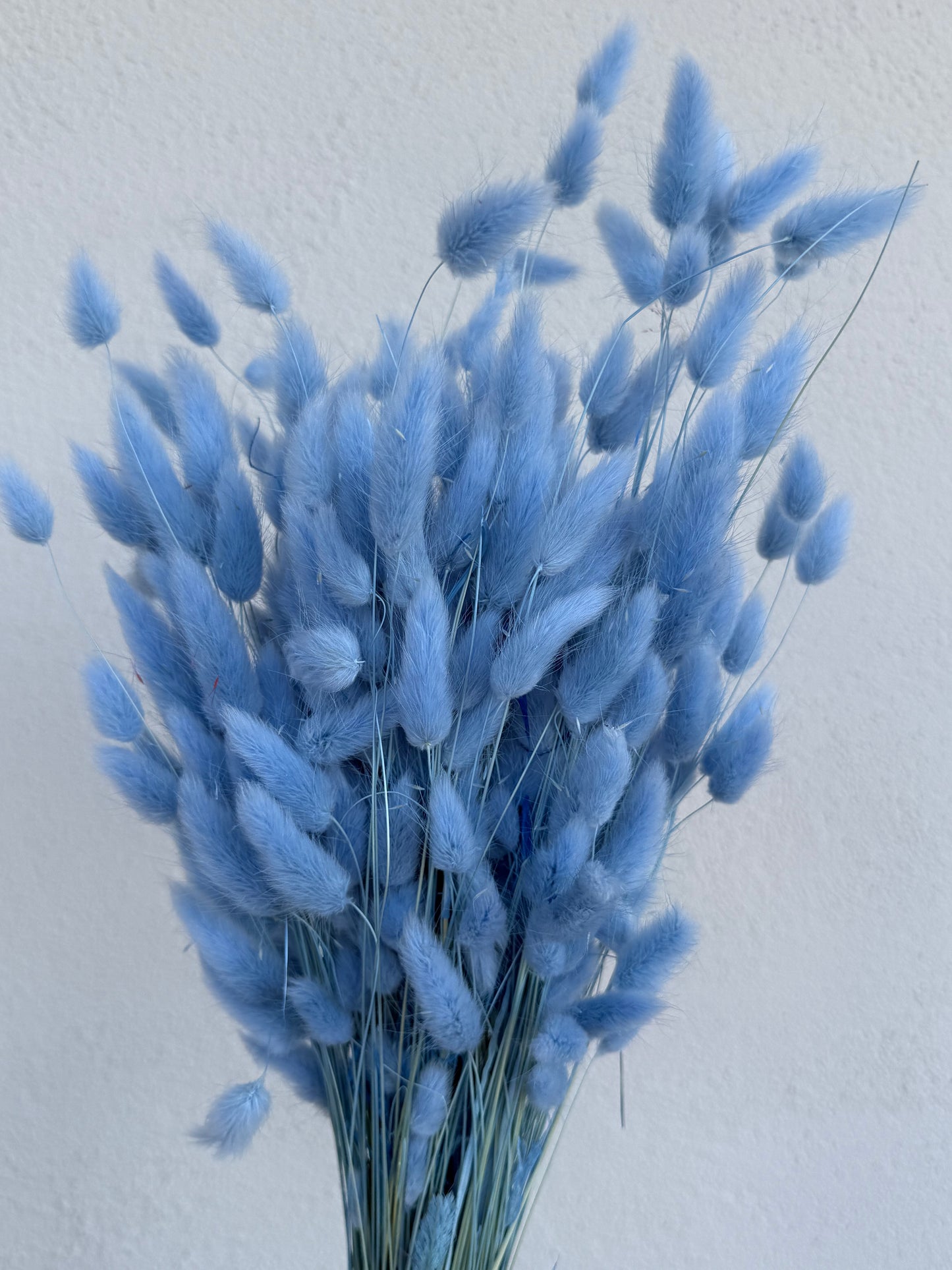 Lagurus