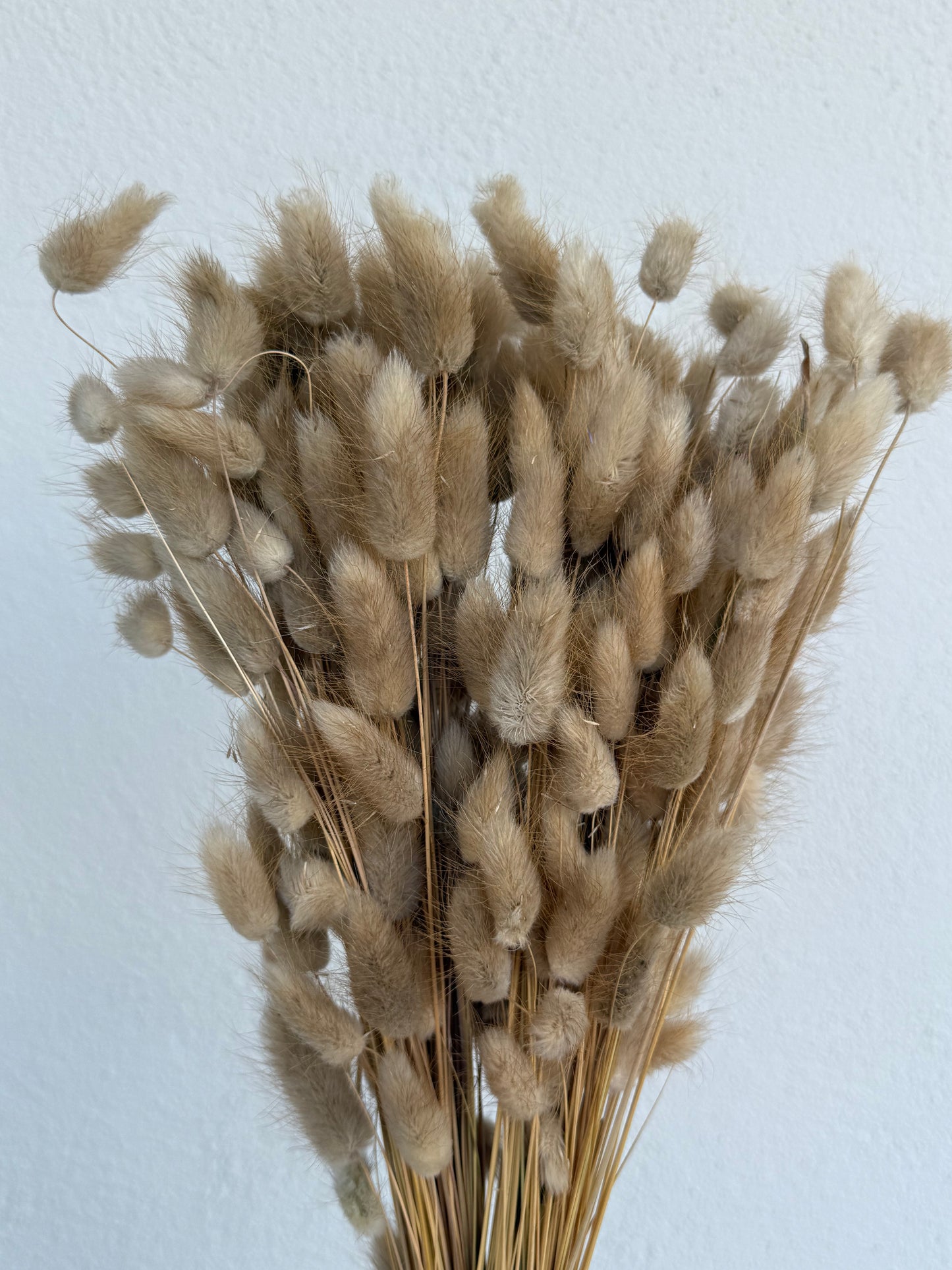 Lagurus