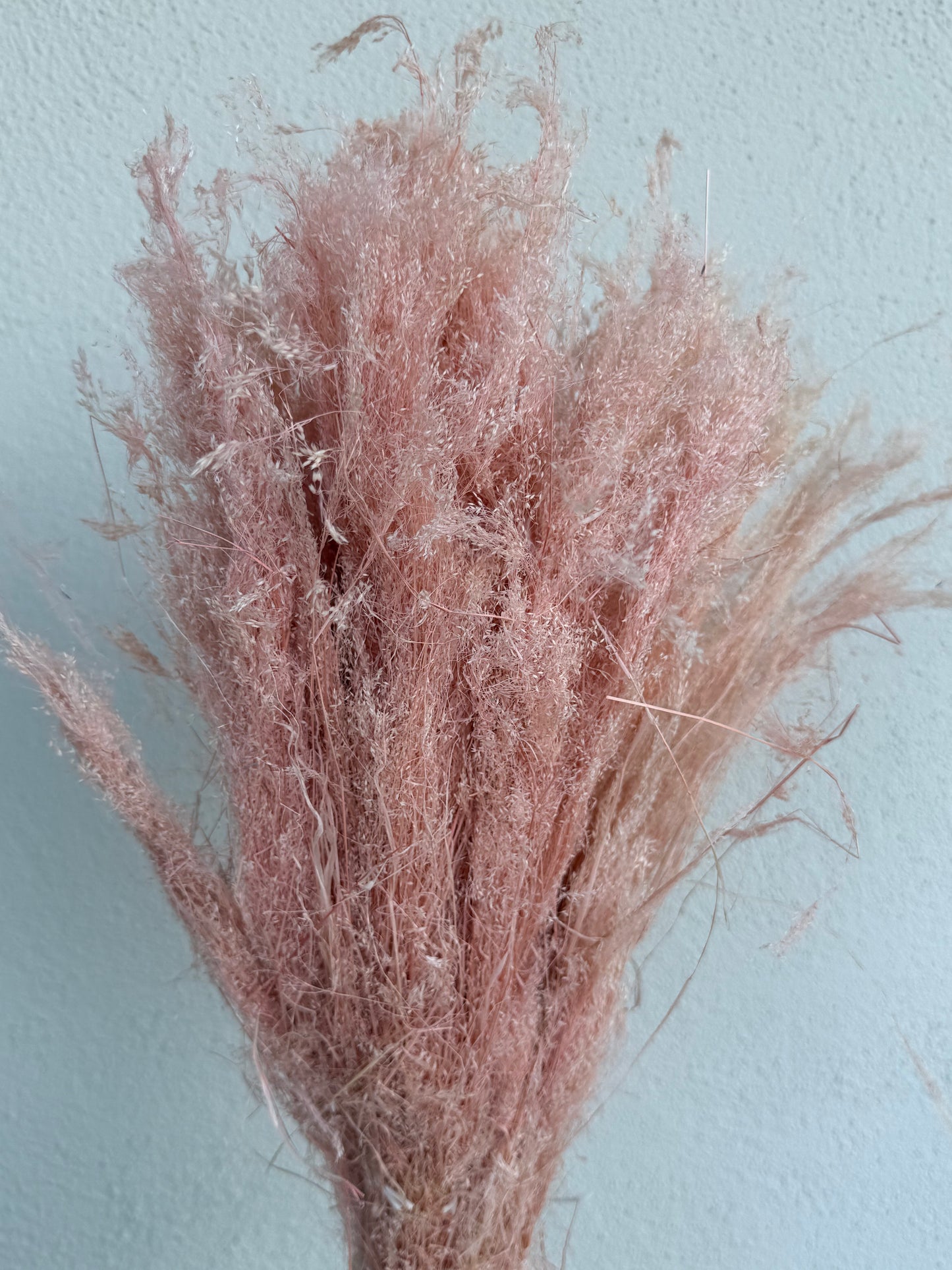 Agrostis rosa chiaro