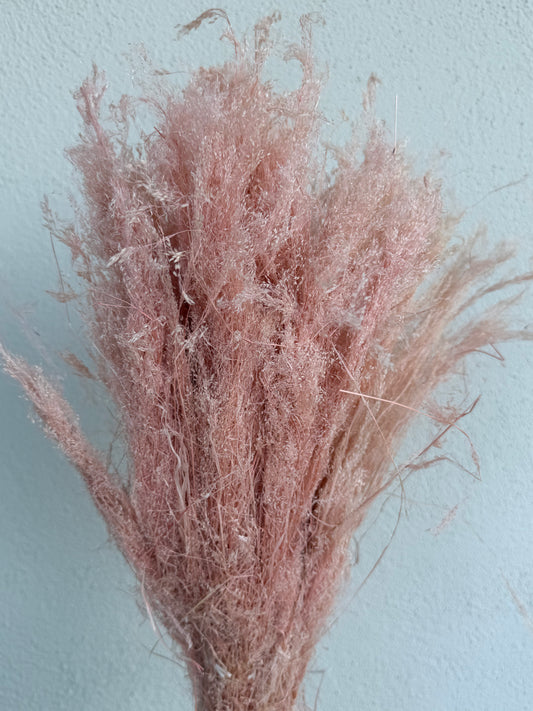 Agrostis rosa chiaro