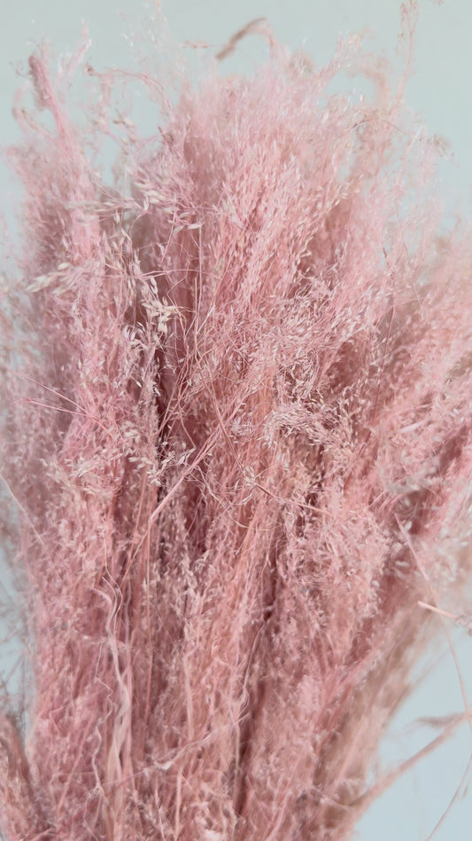 Agrostis rosa chiaro